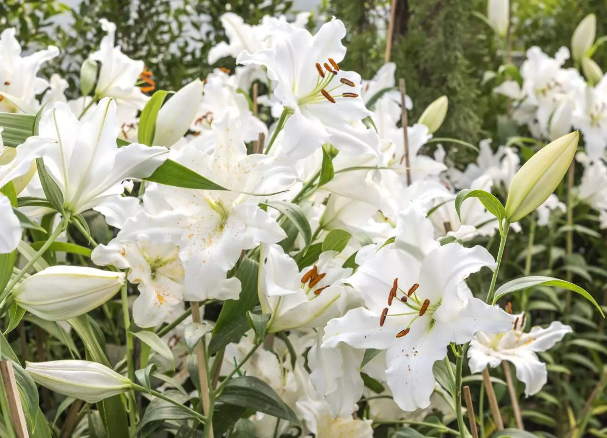 Unique Diamond-White Flower Guide
